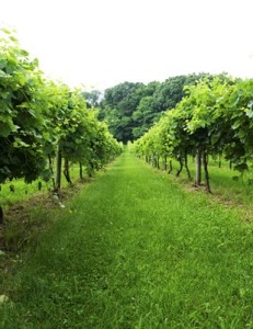 winery photo 01
